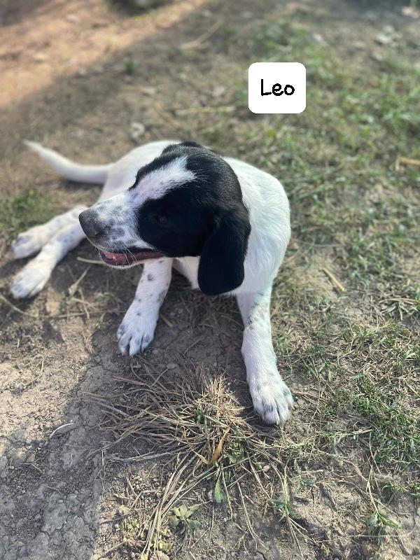 Leo cucciolo Foto 4